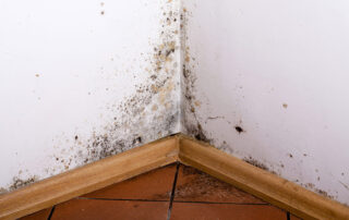 Remove Mold in House