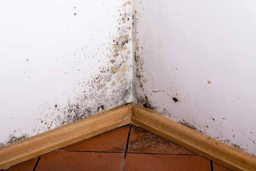 Remove Mold in House