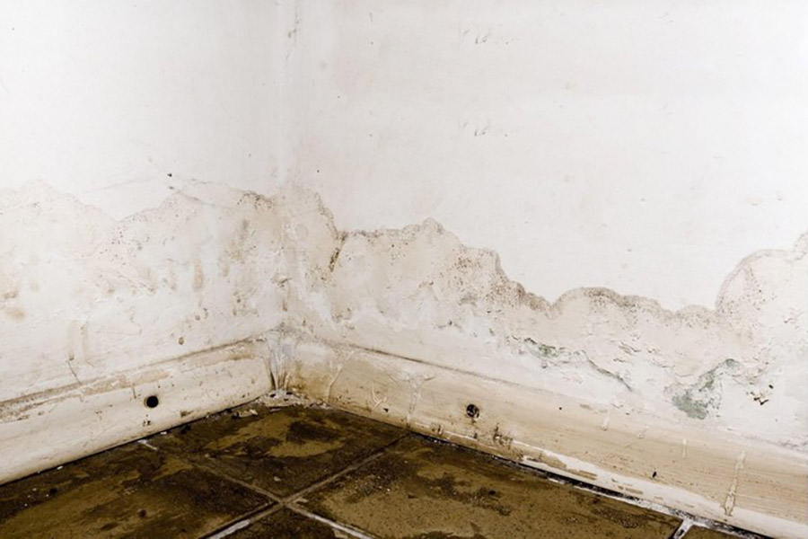 Mold and Dampness