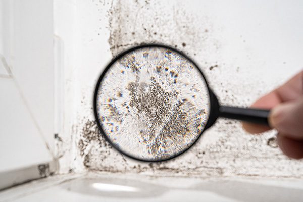 Black Mold Inspection in Phoenix